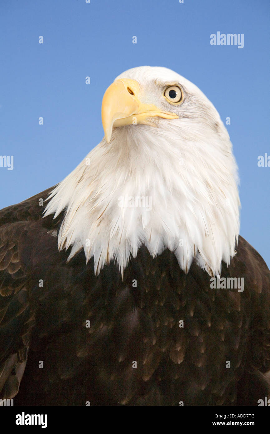 Porträt von einem majestätischen Weißkopfseeadler auf blauem Grund. Stockfoto