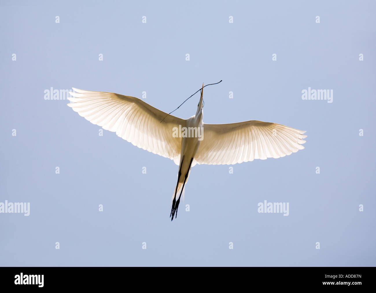 Eine majestätische Silberreiher fliegt hoch in den Himmel tragen einen Zweig hinzufügen zu seinem Nest. Stockfoto