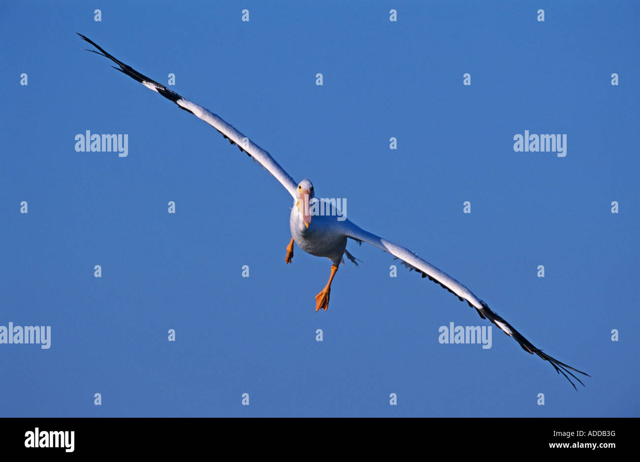 Amerikanischer weißer Pelikan Pelecanus Erythrorhynchos Erwachsener im Flug Rockport Texas USA Dezember 2003 Stockfoto