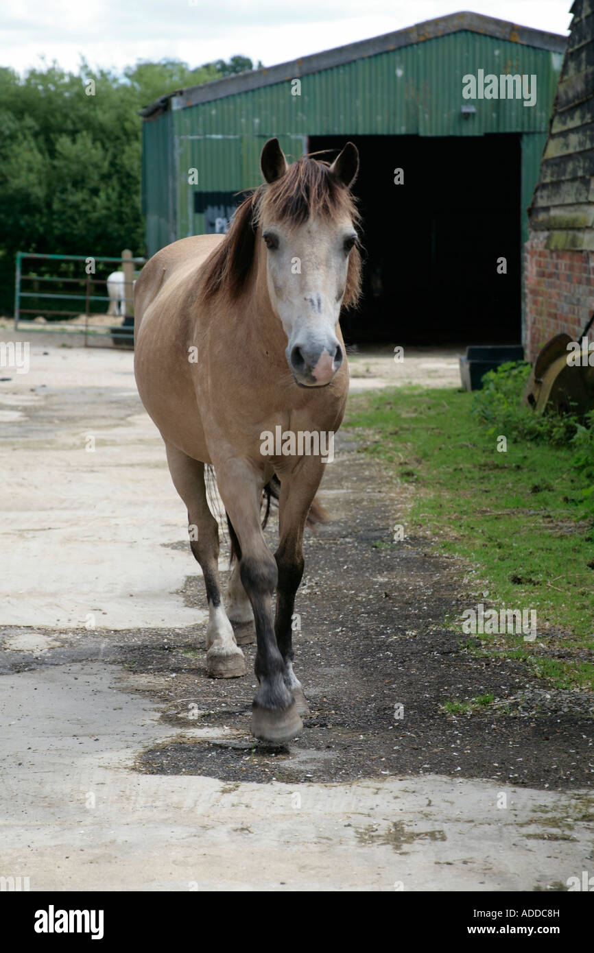Light Bay Pony (Equus ferus caballus) trottet durch einen stabilen Hof in Richtung Kamera, Surrey, Großbritannien Stockfoto