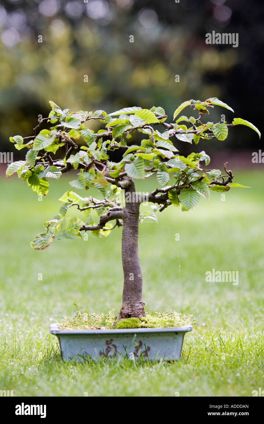 Fagus Sylvatica. Bonsai-Buche Stockfotografie - Alamy