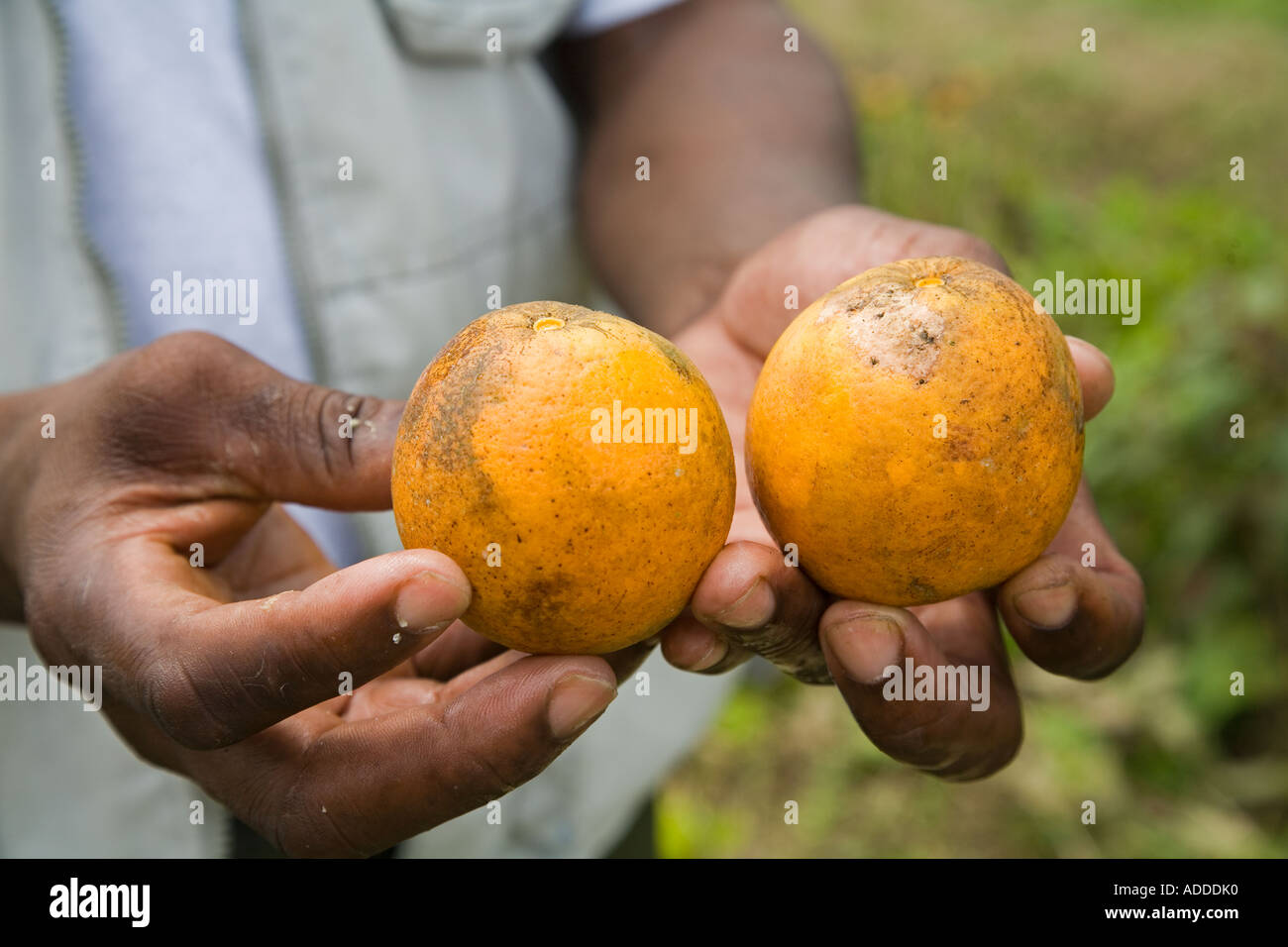 Orange Waldungen in Belize Stockfoto