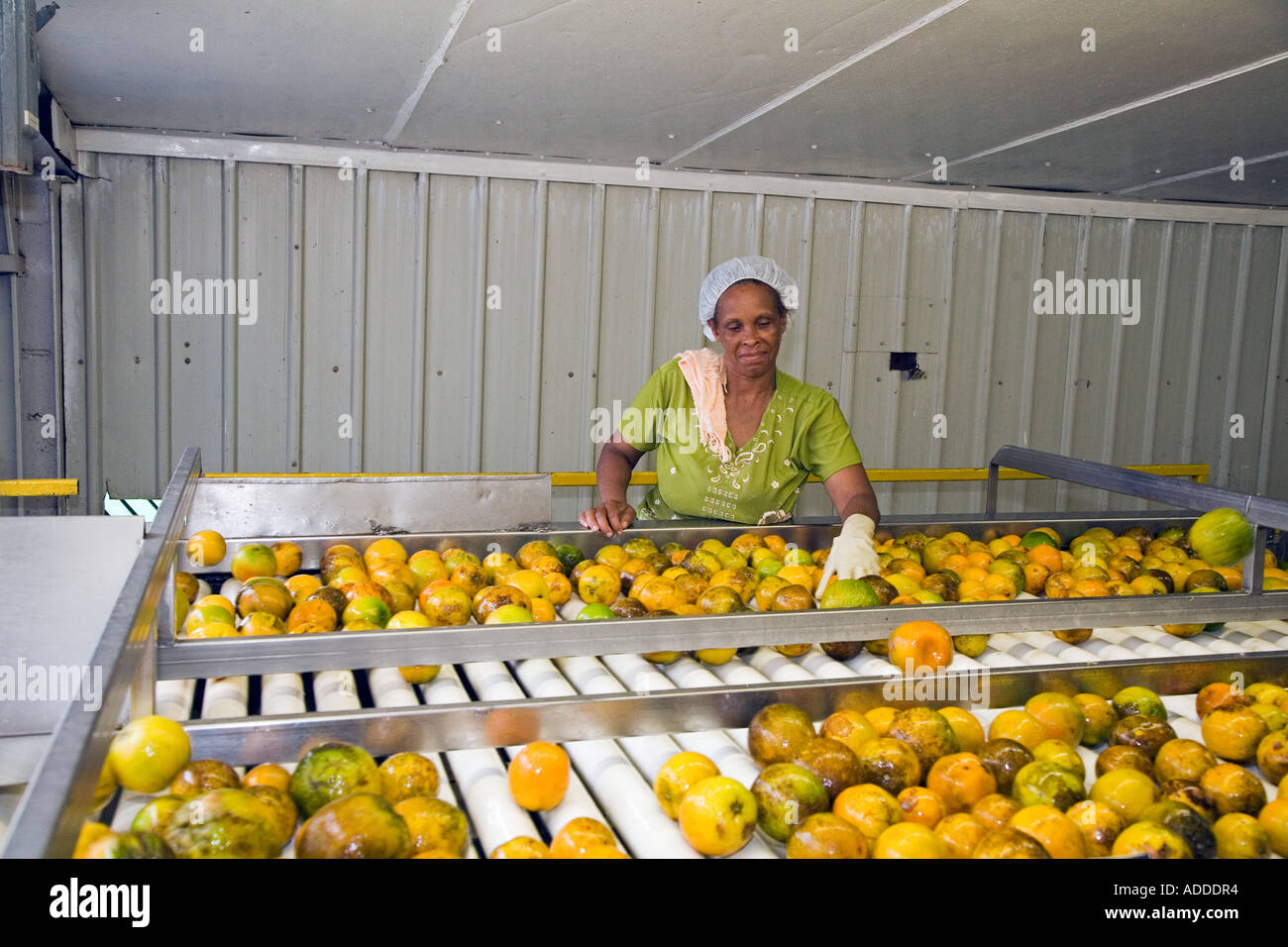 Zitrus-Verarbeitung-Fabrik in Belize Stockfoto