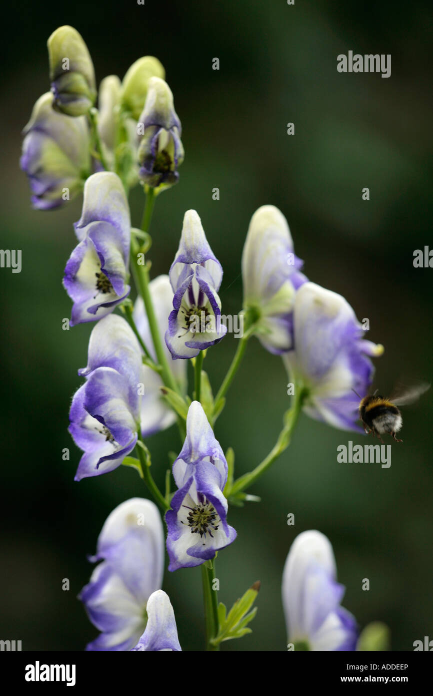 Biene, die in die Monkshood Blume (Aconitum) fliegt, um im Sommer Nektar zu sammeln Stockfoto