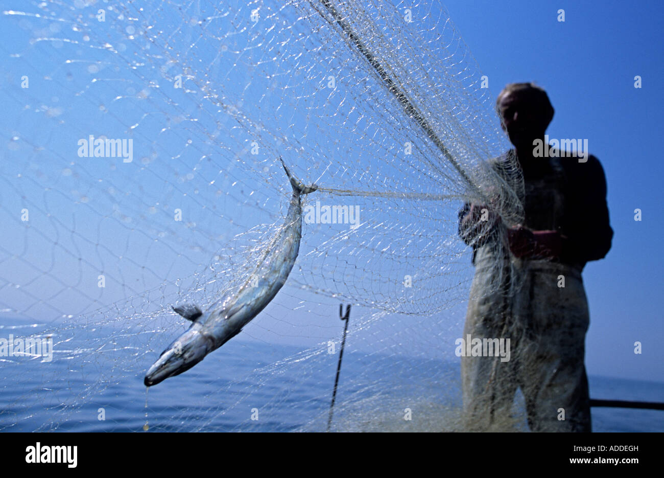 Makrele Scomber Scombrus Fischer schleppen in einem Treibnetz in einer Fischerei auf dem Ärmelkanal Hastings UK Stockfoto