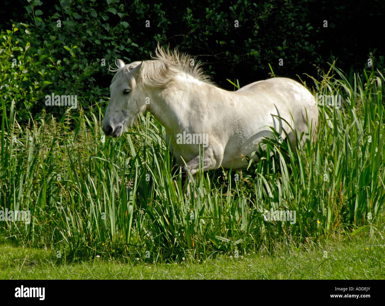 Grey Highland Pony Trab durch eine Schilfbeetes. Lochletter Farm, Glen Urquhart, Inverness-Shire, Schottland, U. Ich l , Europa Stockfoto