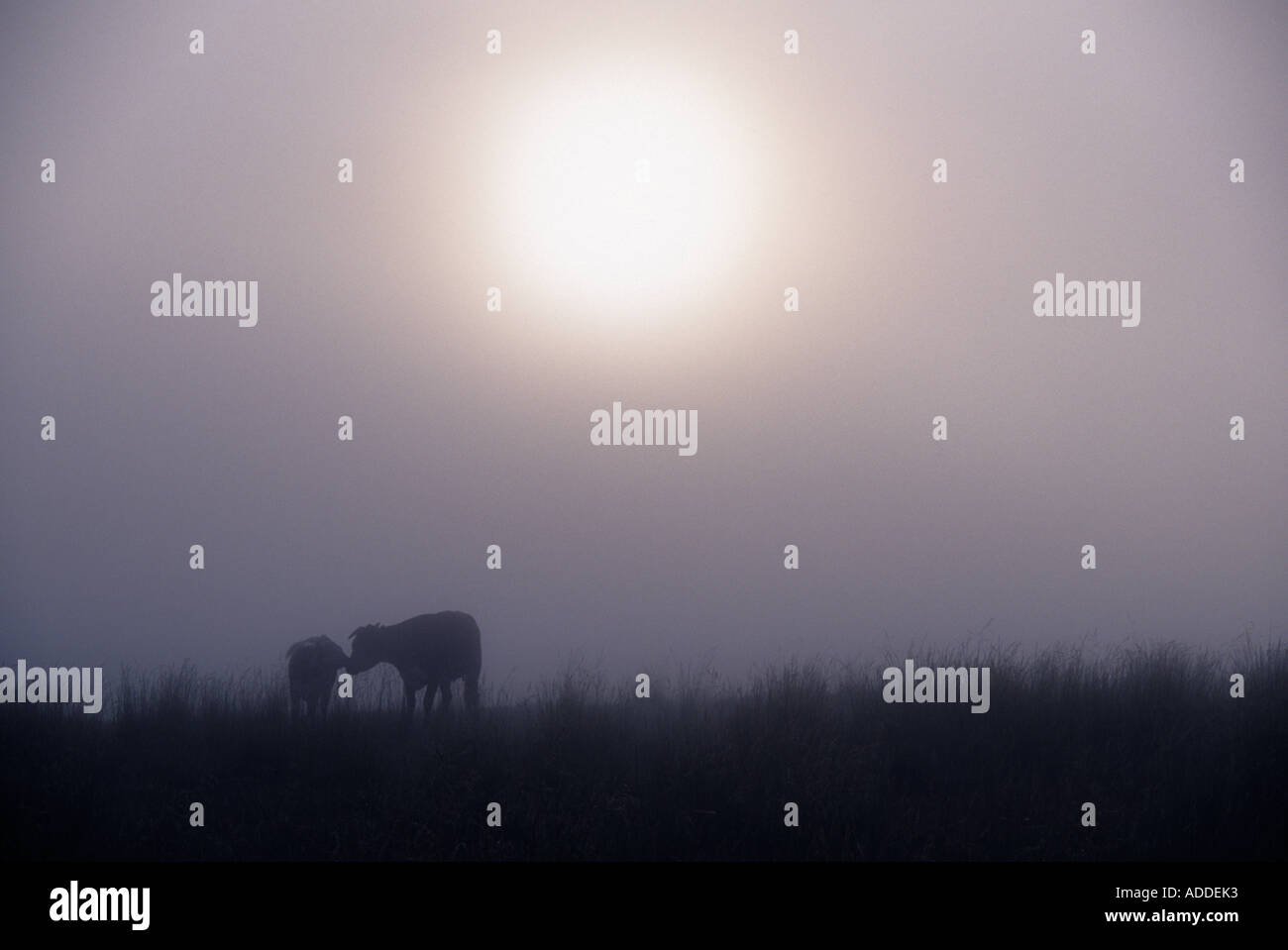 Kühe im Nebel Mendocino County Kalifornien USA Stockfoto