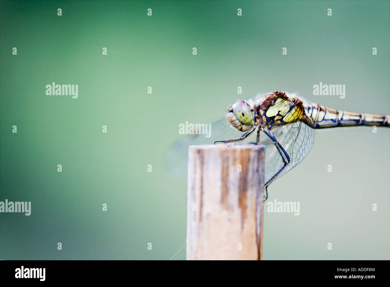 Sympetrum Striolatum. Weibliche gemeinsame Darter Libelle auf einer alten Bambusrohr in einem englischen Garten Stockfoto