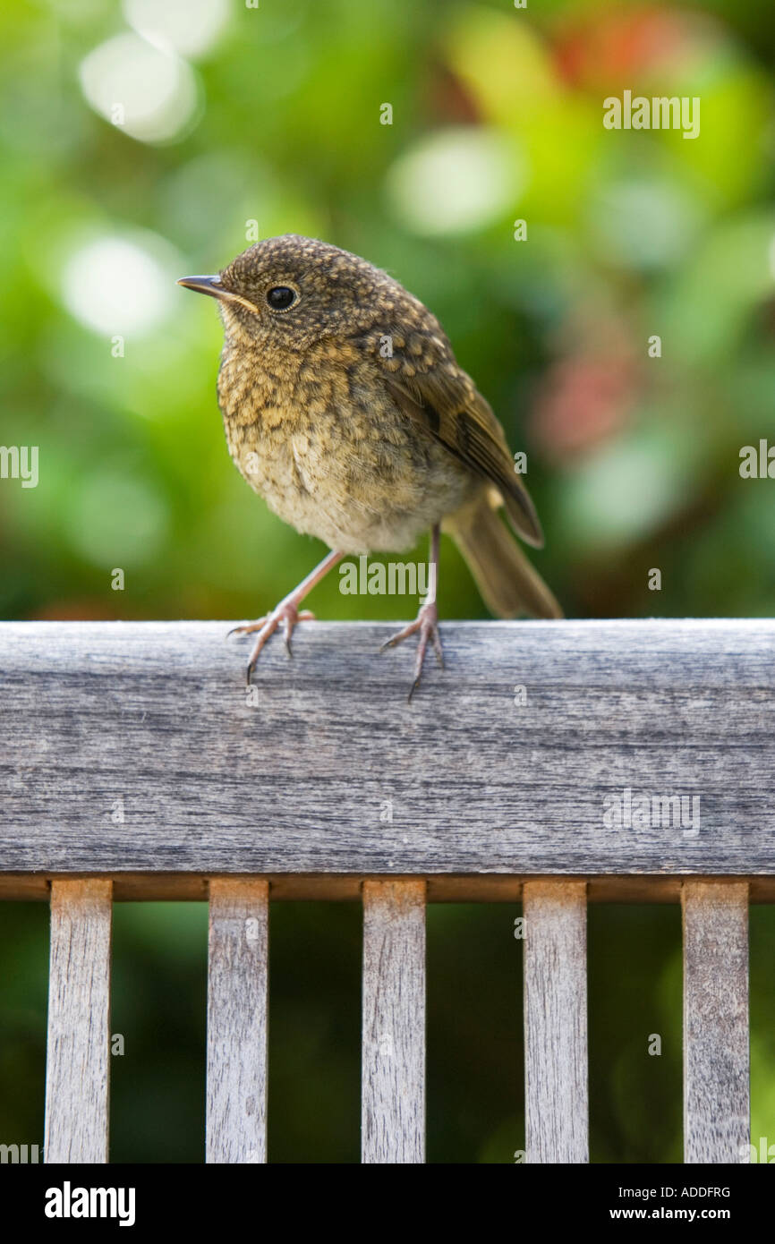 Erithacus Rubecula. Young-Robin Totenvogel Standortwahl auf einem Holzstuhl Garten Stockfoto