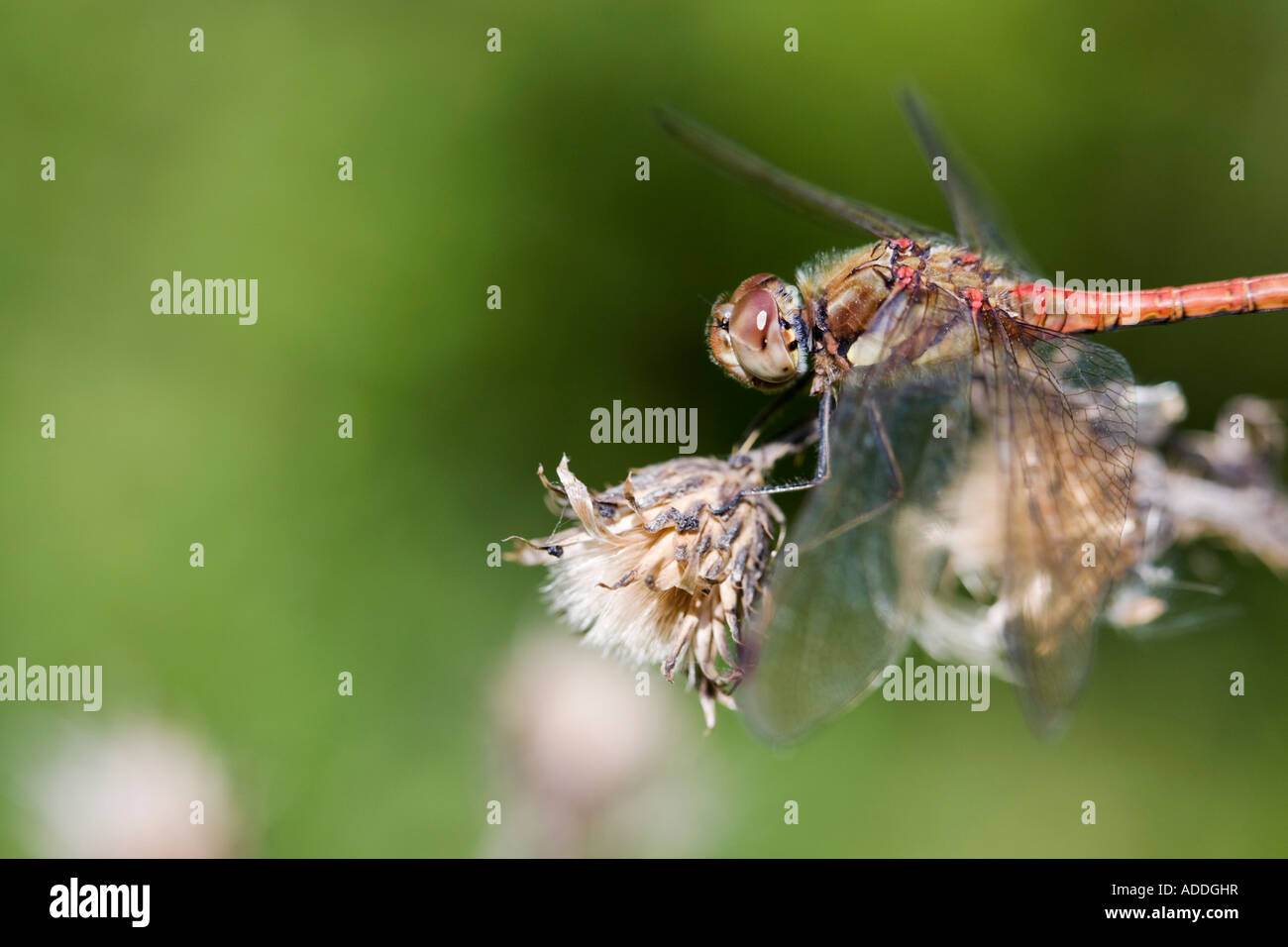 Sympetrum Striolatum. Männliche gemeinsame Darter Libelle auf einer alten Distel-Kopf in der englischen Landschaft Stockfoto