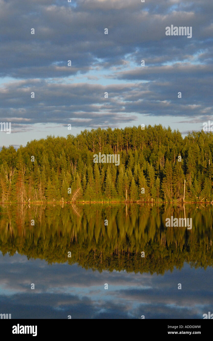 Wald in Abitibi Temiscamingue Region Quebec Kanada Stockfoto Wald in Abitibi Temiscamingue Region Quebec Kanada Stockfoto