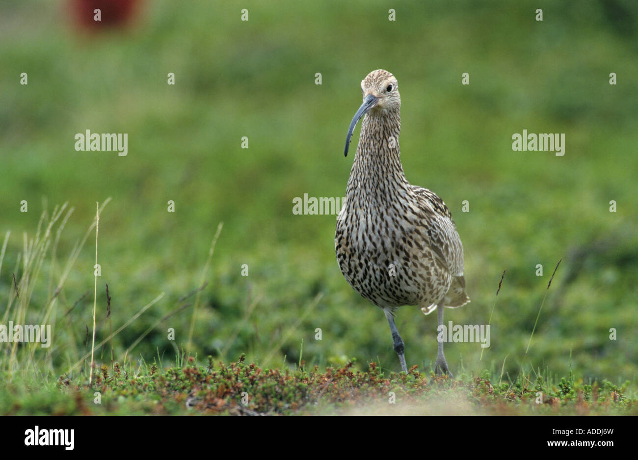 Eurasische Brachvogel Numenius Arquata Erwachsenen Ekkeroy Norwegen Juni 2001 Stockfoto