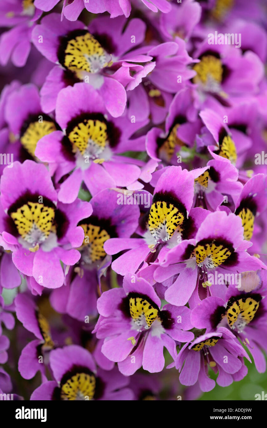 Schizanthus 'Hitparade' im Sommer in Blüte Stockfoto