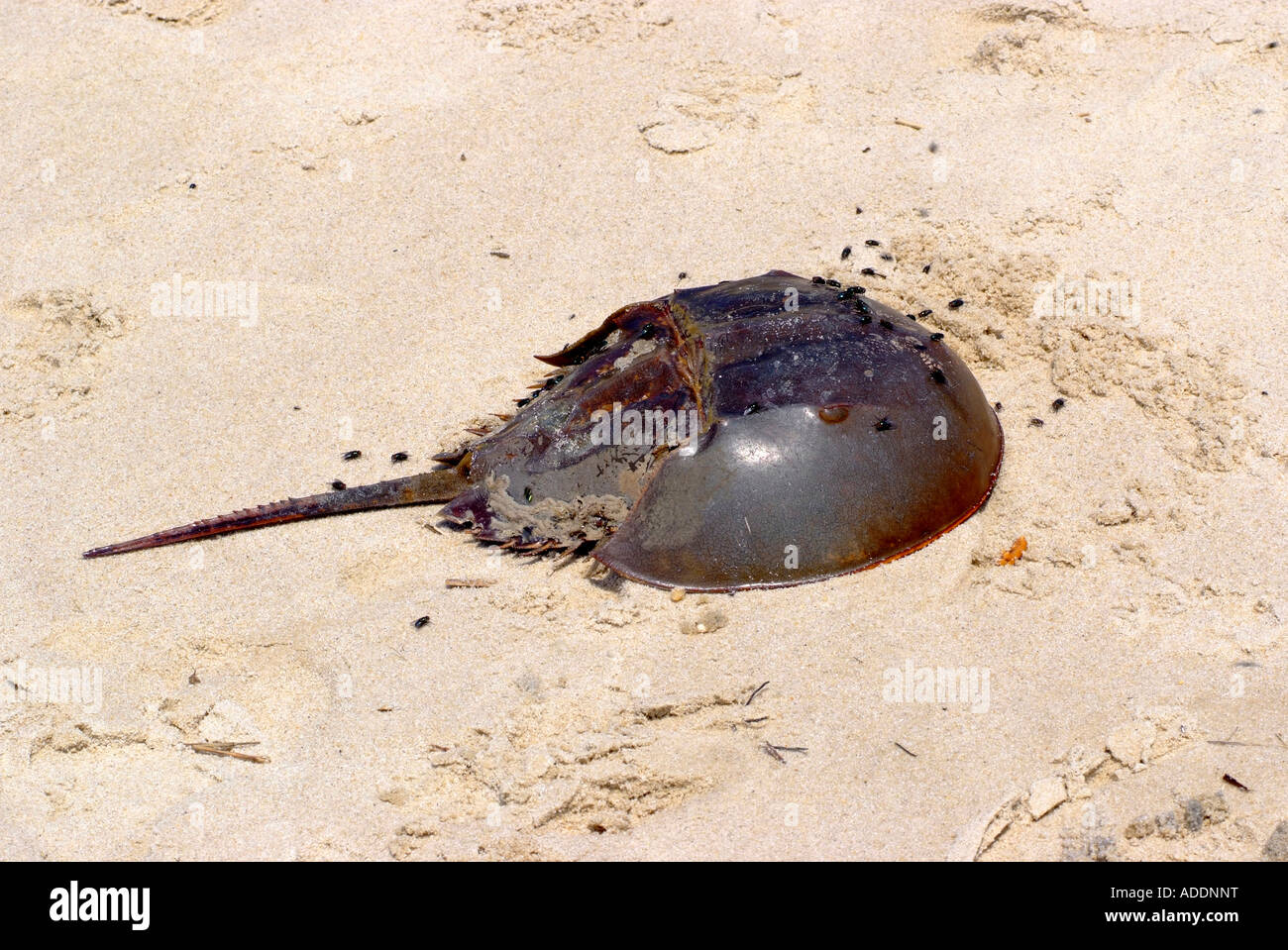 Der Körper einer toten Hufeisen Krabbe mit Schwärmen fliegt an einem Strand in der Nähe von Cape May New Jersey USA Amerika Stockfoto
