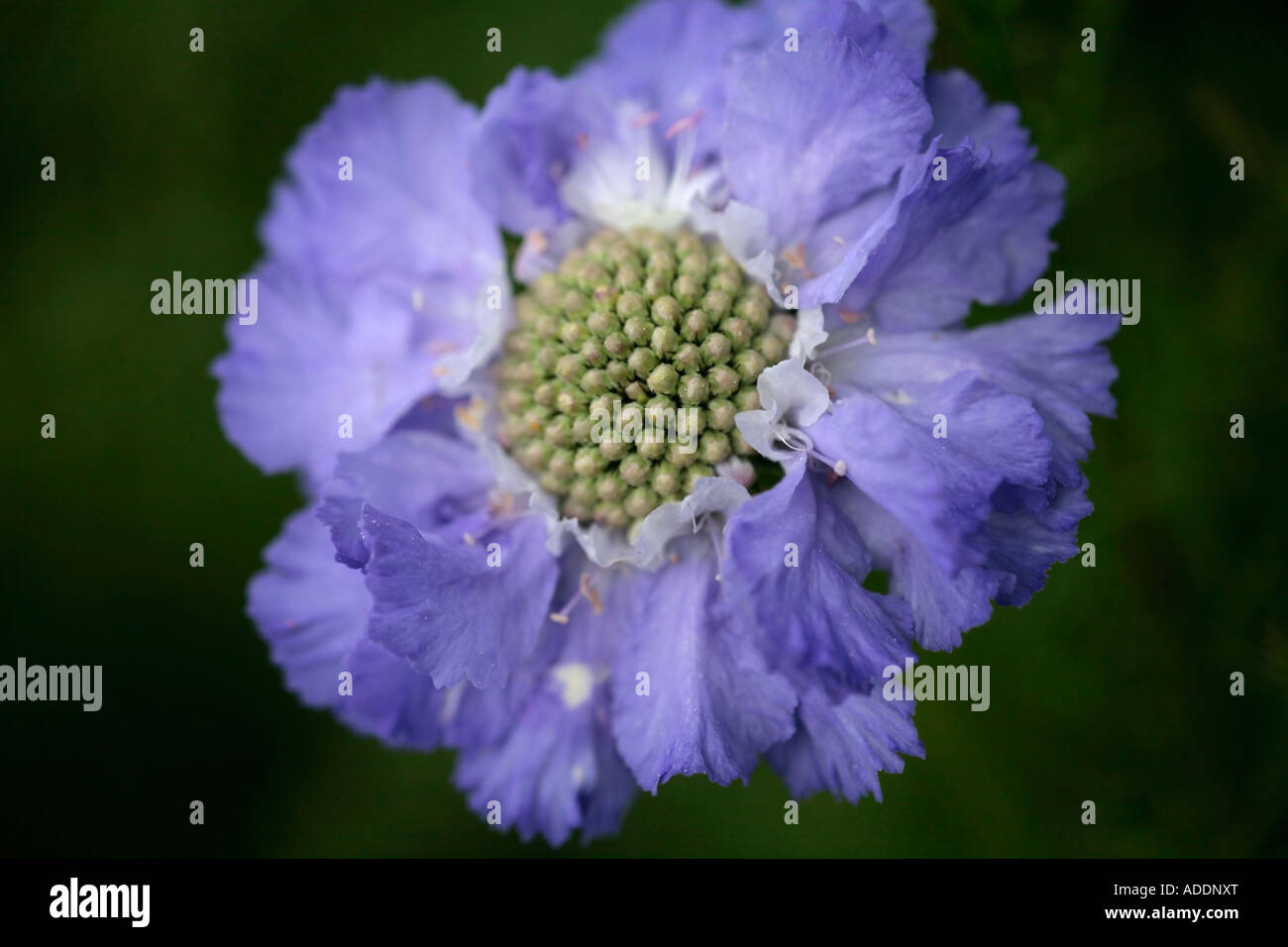 Blumenkopf von Scabiosa Caucasica "Fama" (Dipsacaceae Scabious) Stockfoto