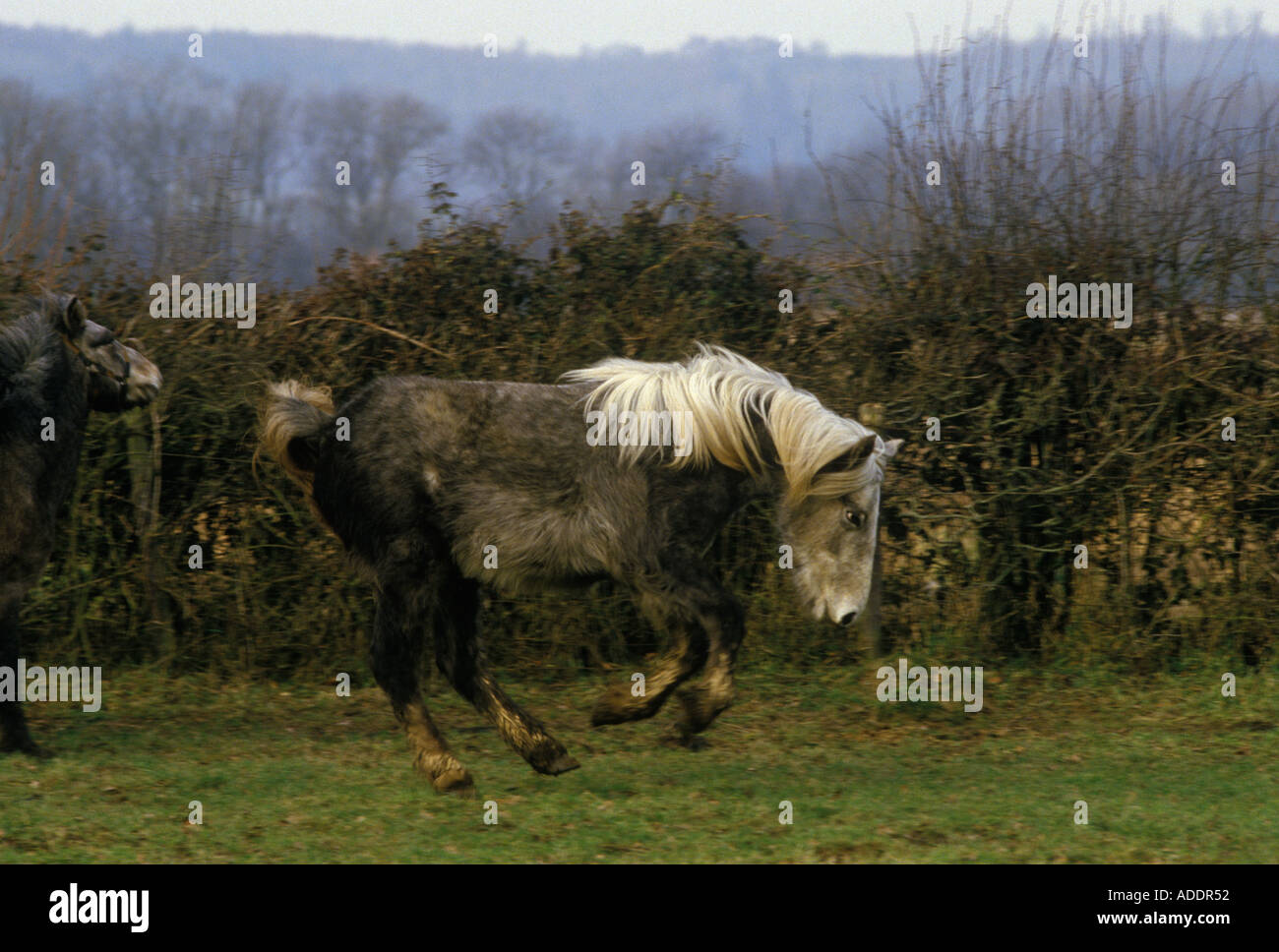 Keltische seltene Rasse Eriskay Pony aus den Äußeren Hebriden Schottland HOMER SYKES Stockfoto