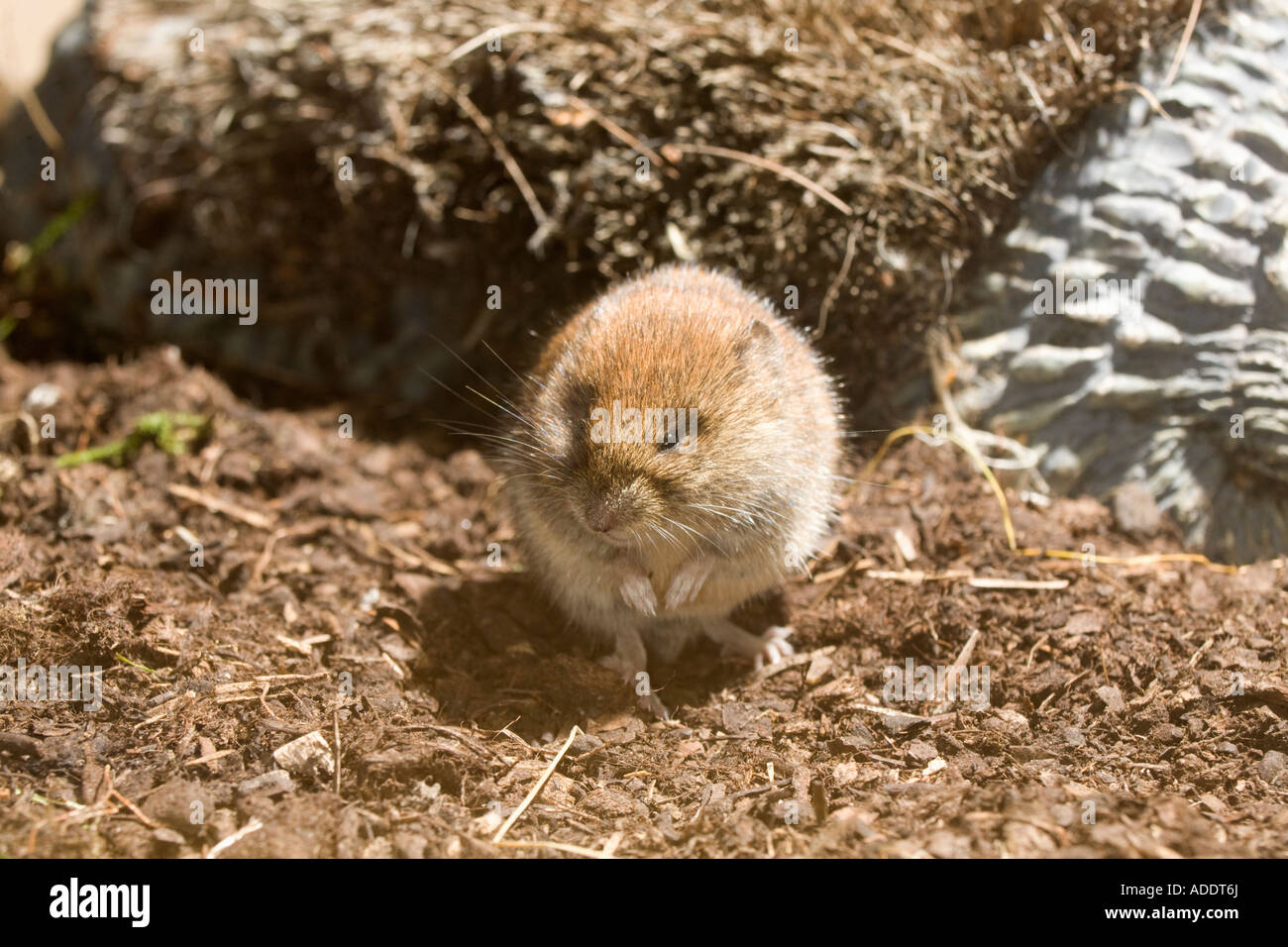 Rötelmaus, Clethrionomys Glareolus, auf den Hinterbeinen sitzend Stockfoto