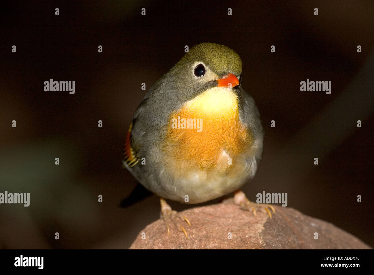 Pekin Robin Stockfoto