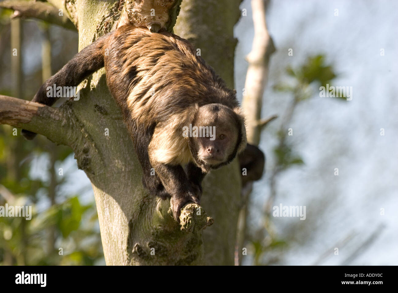 Buffy leitete Kapuziner Cebus Apella xanthosternos Stockfoto