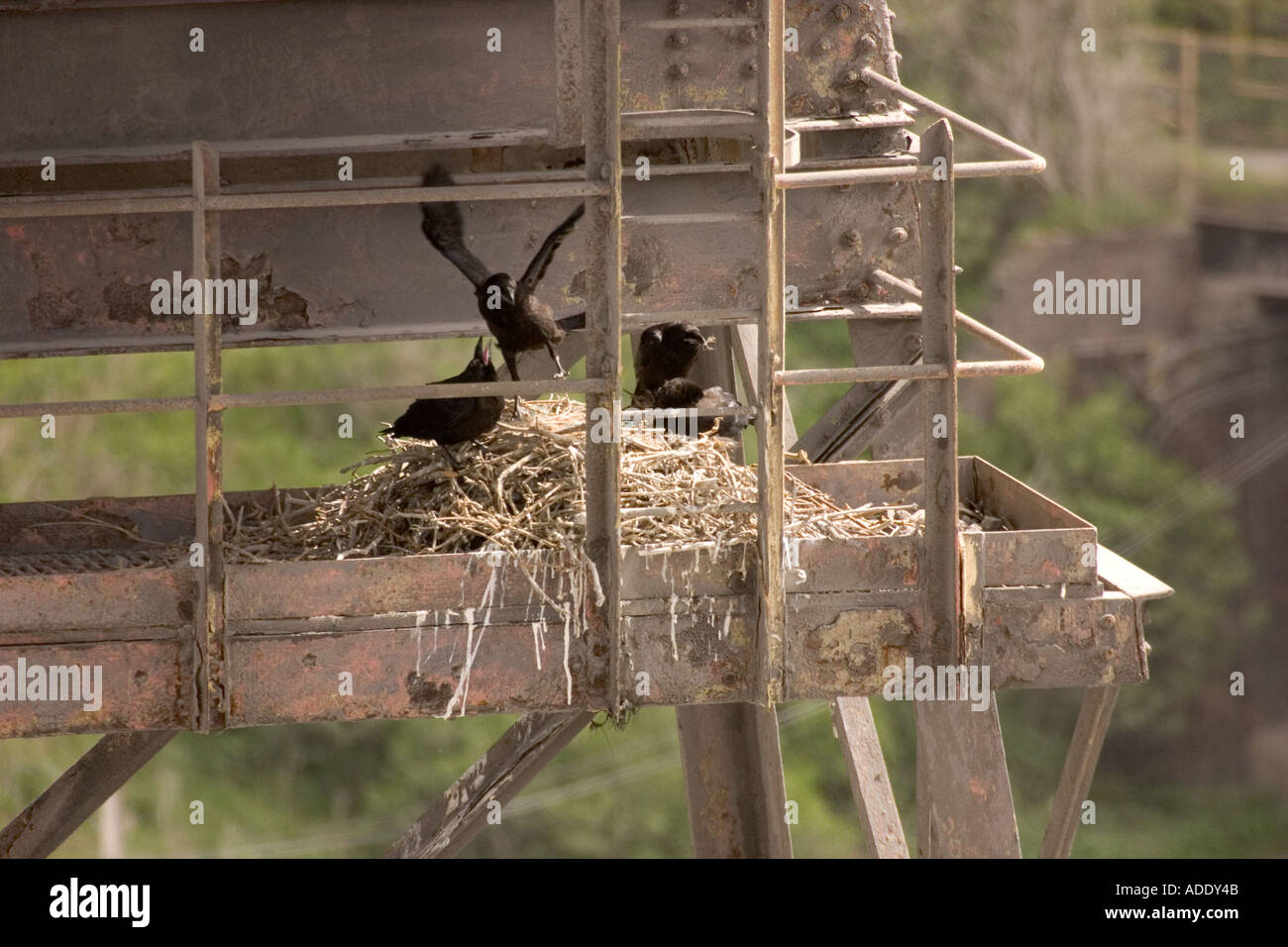 Junge ravens im Nest an der Spitze der Chemiefabrik Brunner Mond Northwich Cheshire Stockfoto