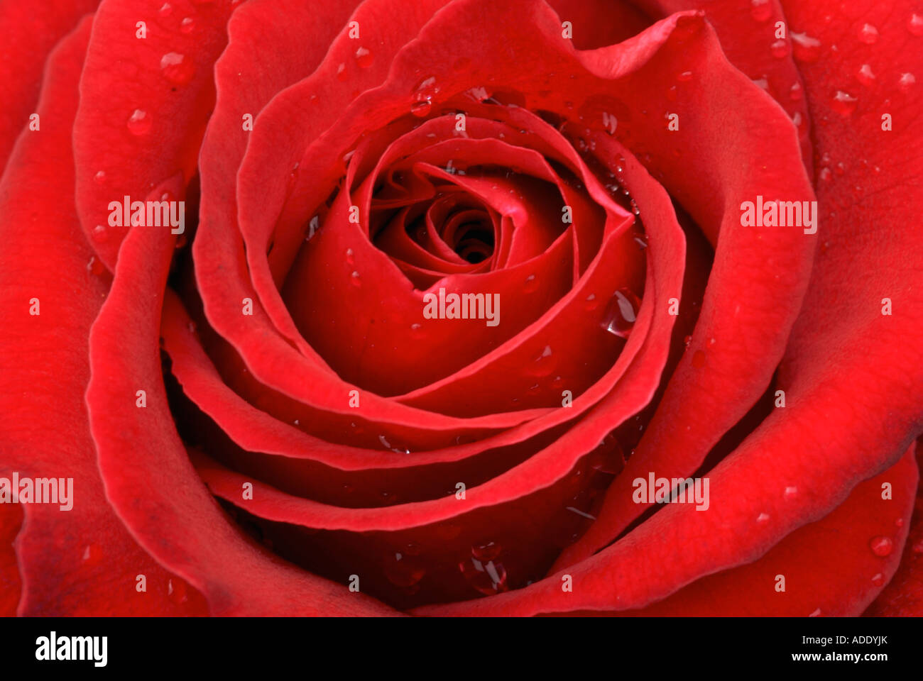 Rote rose mit Regen Tropfen Detail Nahaufnahme Stockfoto