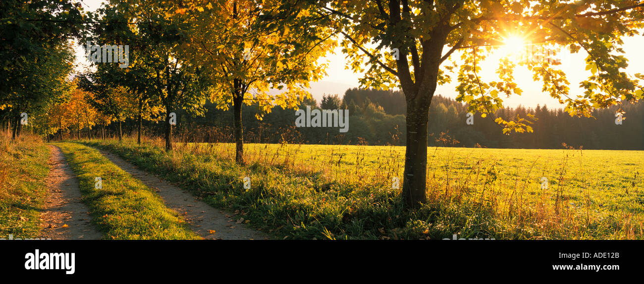 Feldweg im Herbst. Stockfoto