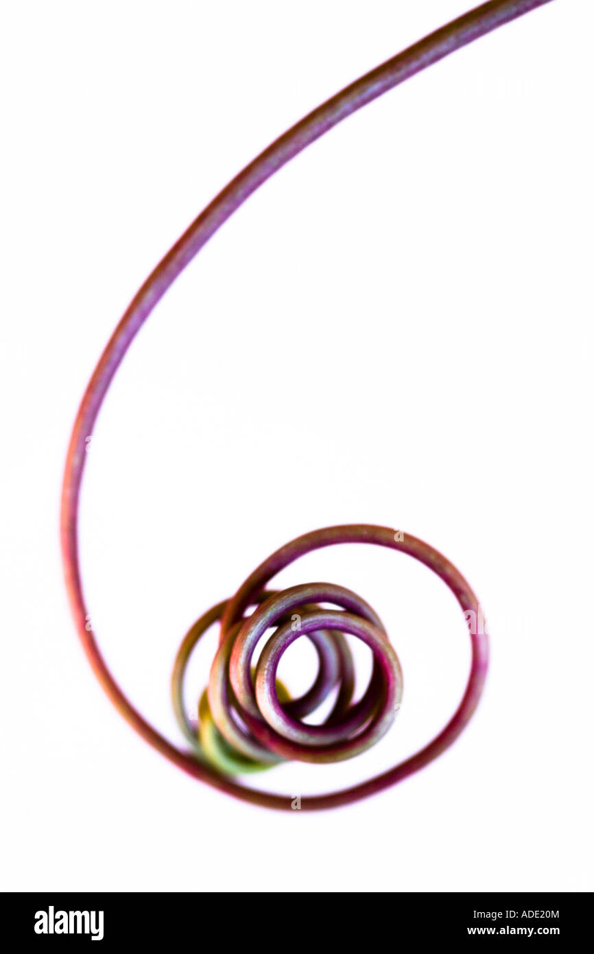 Abstraktes Bild von einer Ranke in Spiralform aus einer Leidenschaft Blume Pflanze Stockfoto