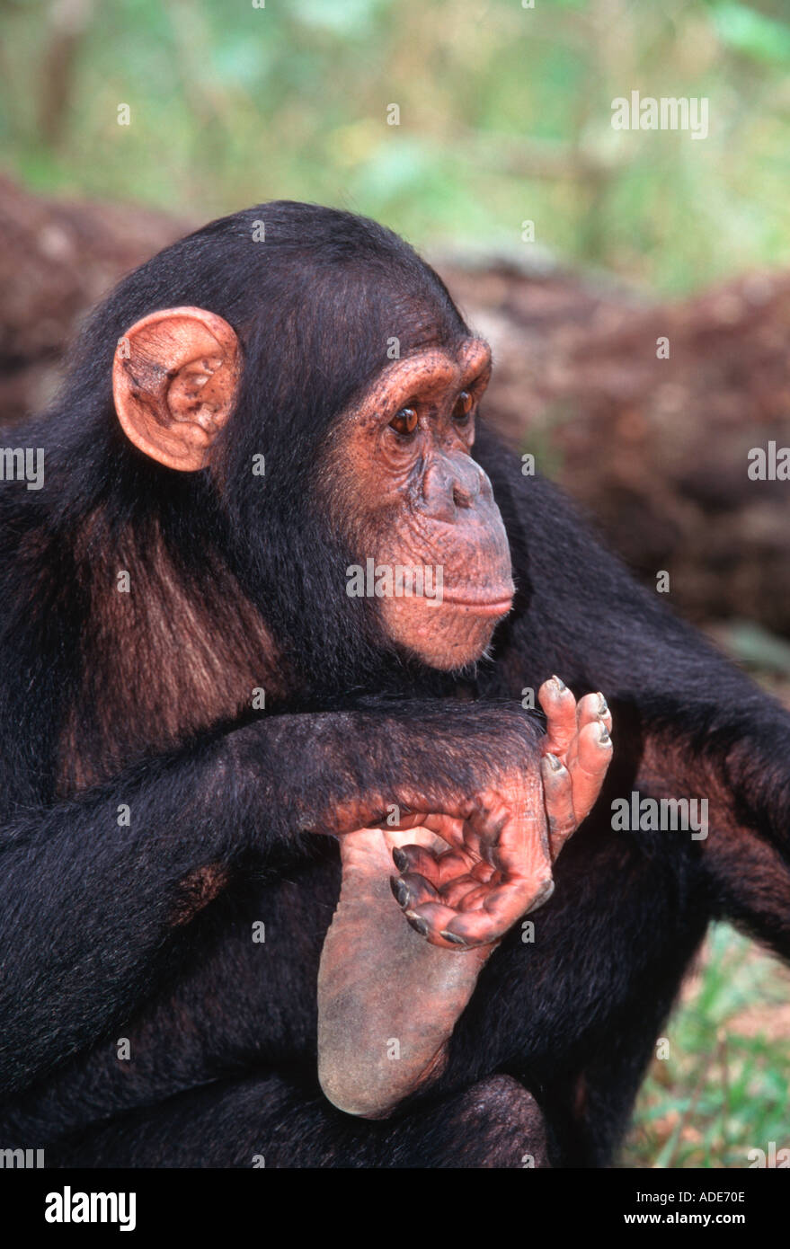 Schimpansen Pan Troglodytes Westliches Zentralafrika Stockfoto