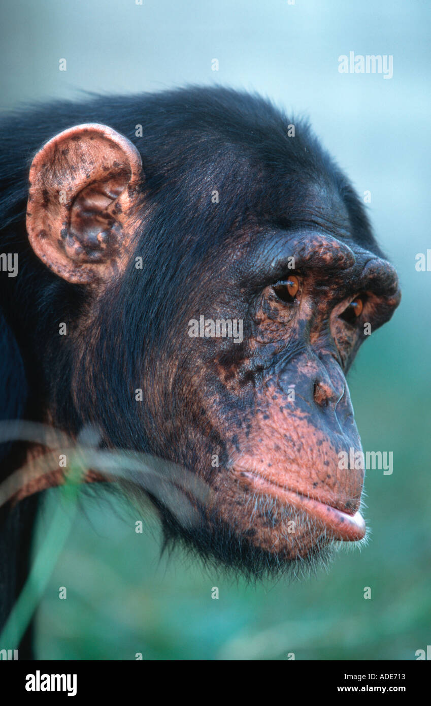 Schimpansen Pan Troglodytes erwachsenen männlichen Westliches Zentralafrika Stockfoto