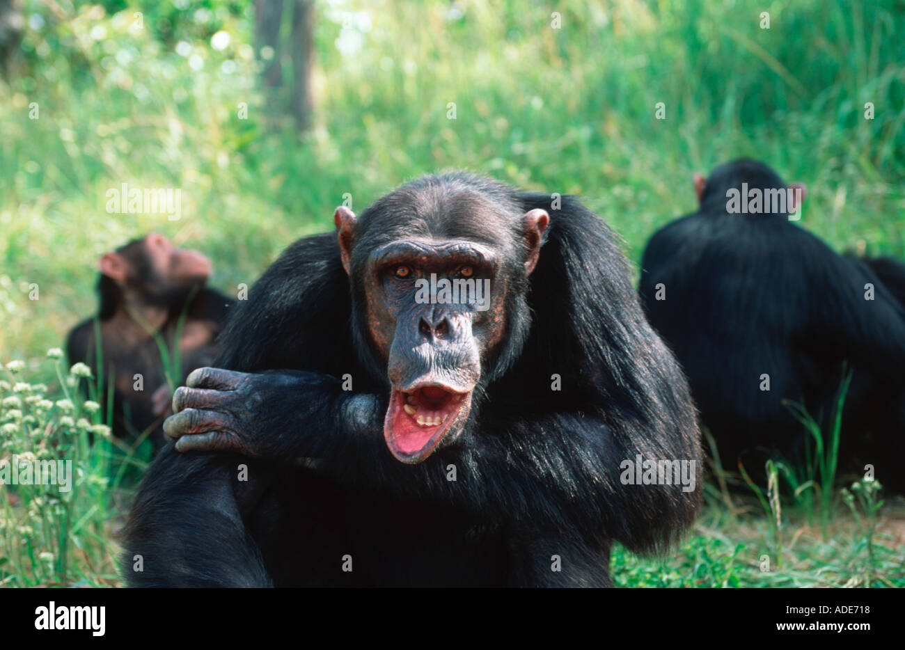 Schimpansen Pan Troglodytes erwachsenen männlichen Westliches Zentralafrika Stockfoto