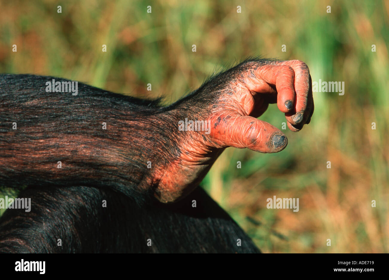 Schimpansen Pan Troglodytes Hände Füße haben opponierbaren Ziffern Westliches Zentralafrika Stockfoto