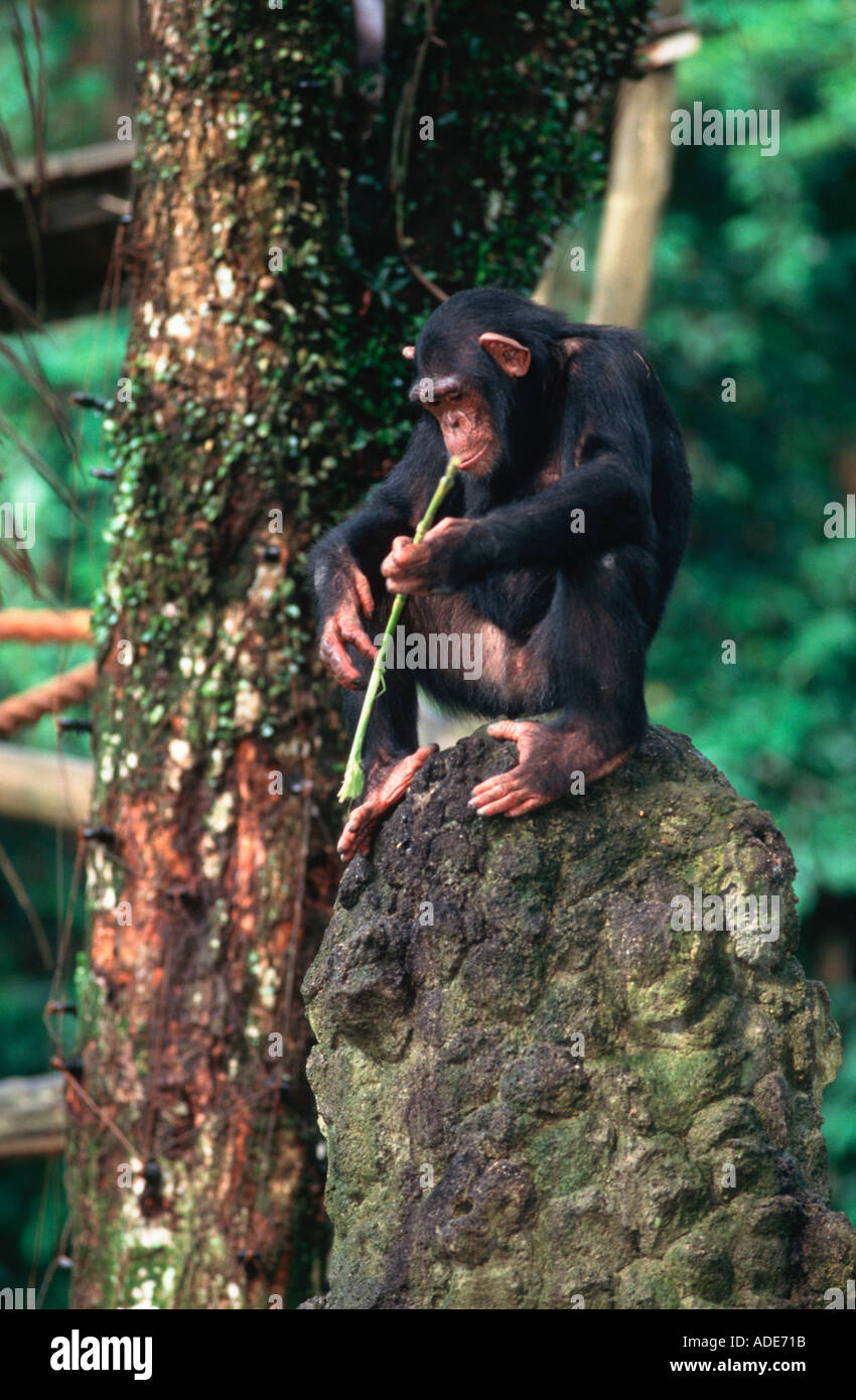 Schimpansen Pan Troglodytes mit Werkzeug Westliches Zentralafrika Stockfoto