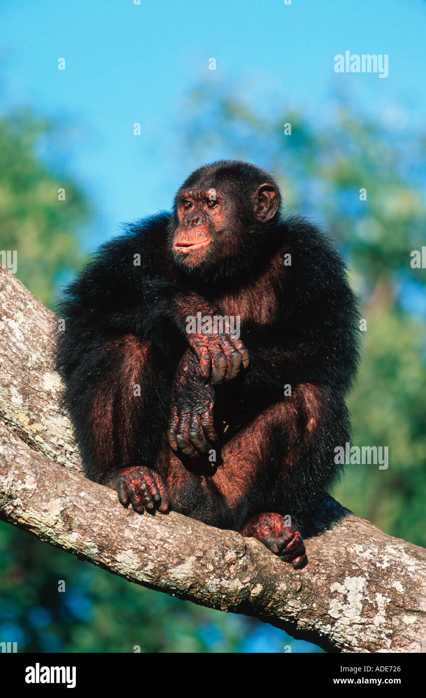 Schimpansen Pan Troglodytes sind arboreal terrestrischen Westliches Zentralafrika Stockfoto