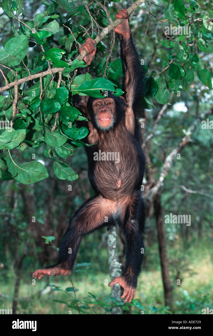 Schimpansen Pan Troglodytes Schwingen aus Niederlassung West-Zentralafrika Stockfoto
