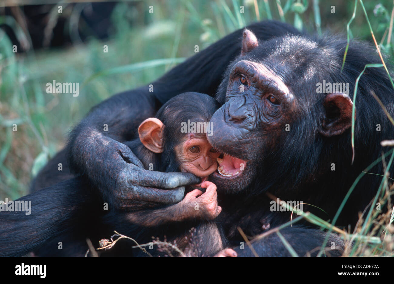 Schimpansen Pan Troglodytes Mutter Pflege ihr Baby Westliches Zentralafrika Stockfoto
