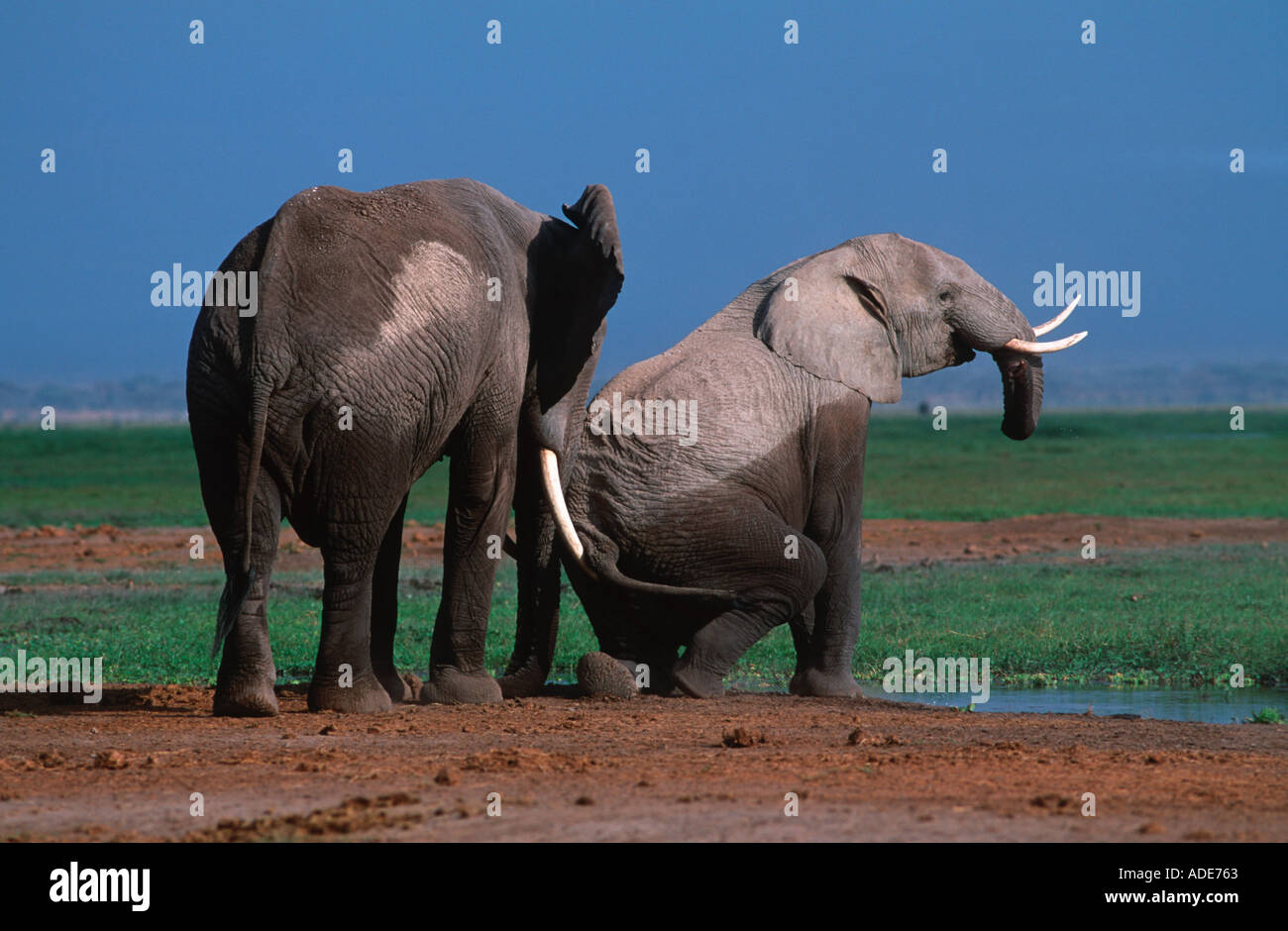 Afrikanischer Elefant Loxodonta Africana Jungbullen spielen kämpfen Interaktion Amboseli N P Kenya Stockfoto
