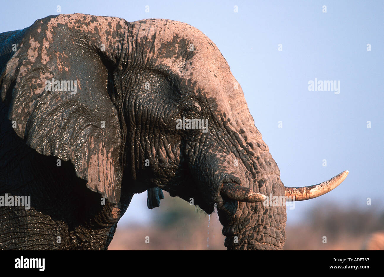 Afrikanischer Elefant Loxodonta Africana Schlamm Baden zum Schutz der