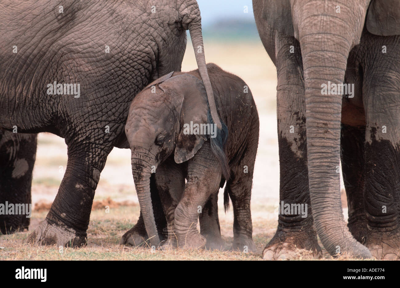 Afrikanischer Elefant Loxodonta Africana Zucht Herde bestehend aus Weibchen und Kälber Amboseli-Nationalpark Kenia Stockfoto
