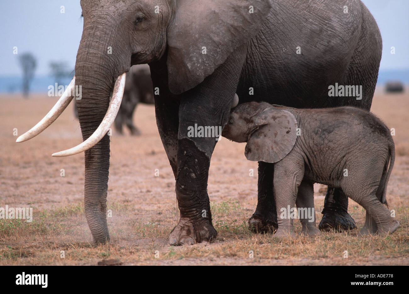 Afrikanischer Elefant Loxodonta Africana Erwachsenen mit Kalb Amboseli N P Kenya Stockfoto