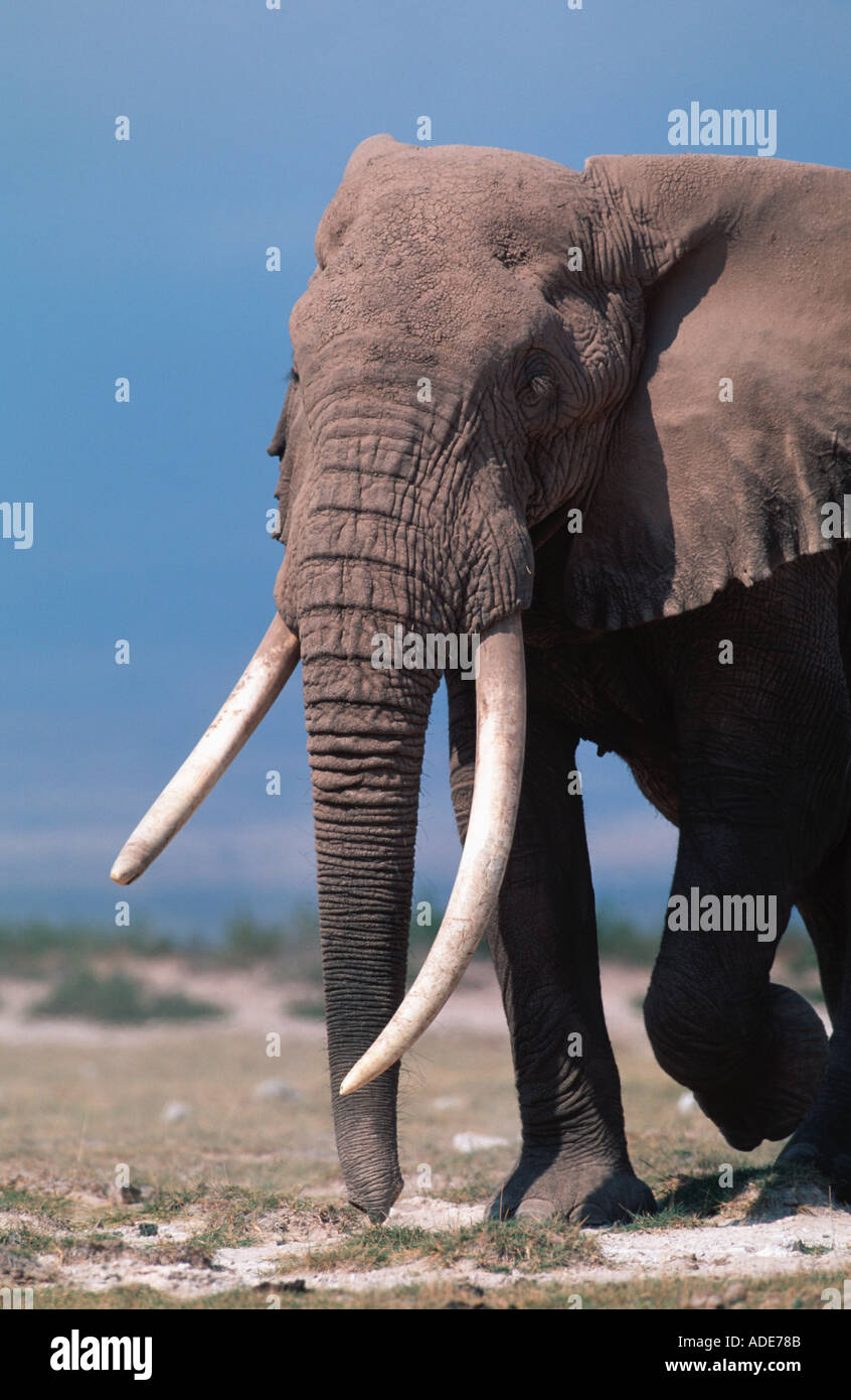 Afrikanischer Elefant Loxodonta Africana Bull mit außergewöhnlichen Stoßzähne Amboseli N P Kenya Stockfoto