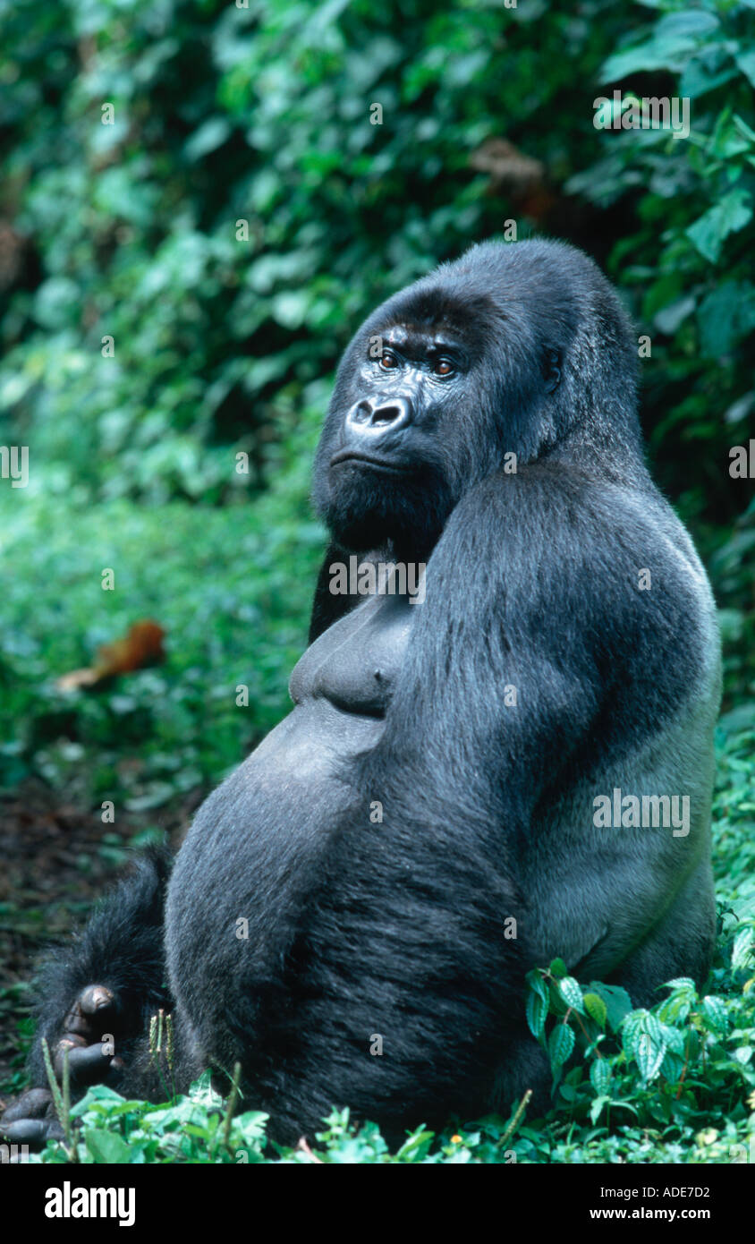Mountain Gorilla Gorilla Gorilla Beringei Silverback männliche Verteilung Ruanda Uganda DRC P N des Volcans Ruanda Stockfoto