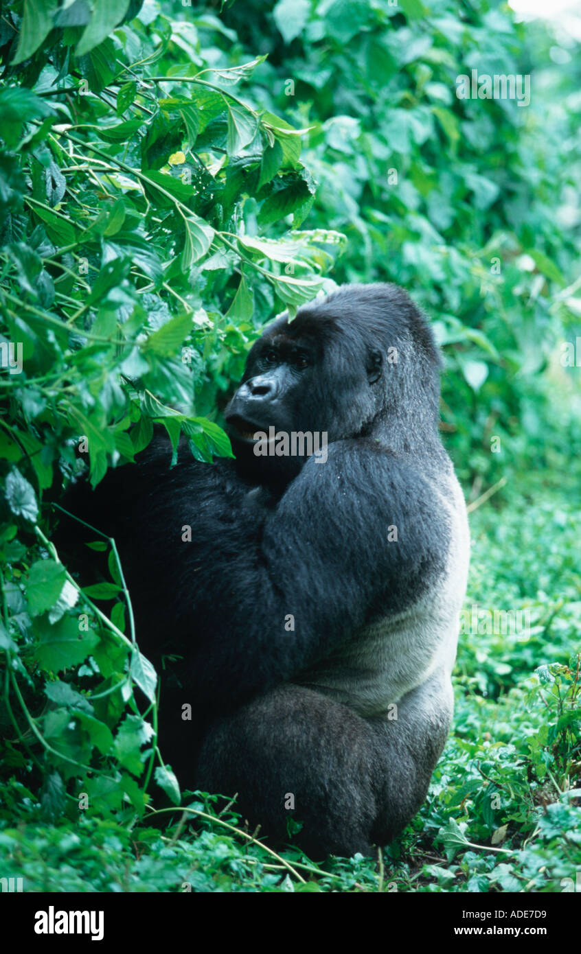 Mountain Gorilla Gorilla Gorilla Beringei Silverback zeigt silbrige Sattel Ruanda Uganda DRC P N des Volcans Ruanda U Stockfoto