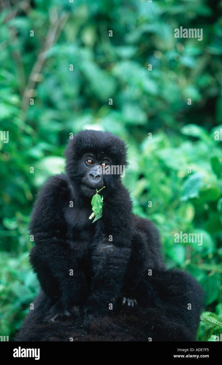 Mountain Gorilla Gorilla Gorilla Beringei reitet Youngster auf Mutter s hinten P N des Vulkane Ruanda Uganda DRC Stockfoto