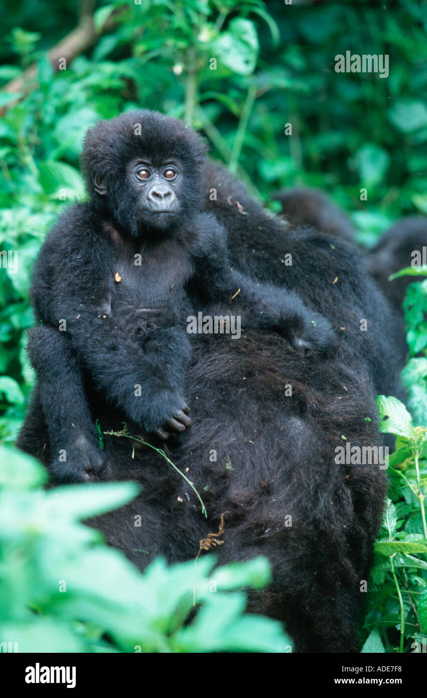 Mountain Gorilla Gorilla Gorilla Beringei reitet Youngster auf Mutter s hinten P N des Vulkane Ruanda Uganda DRC Stockfoto