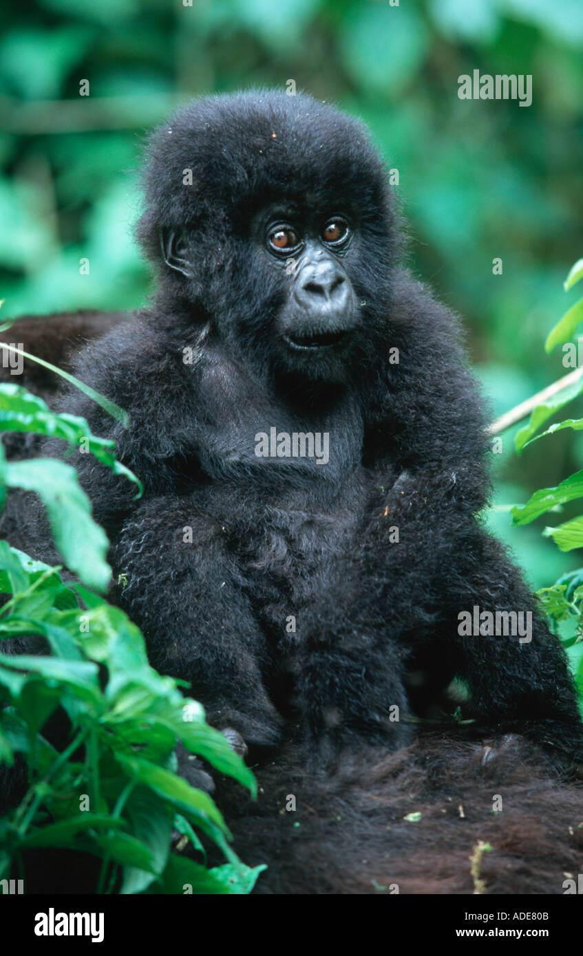 Mountain Gorilla Gorilla Gorilla Beringei Youngster Touren auf Mutter s zurück Verteilung Ruanda Uganda DRC P N des Volca Stockfoto