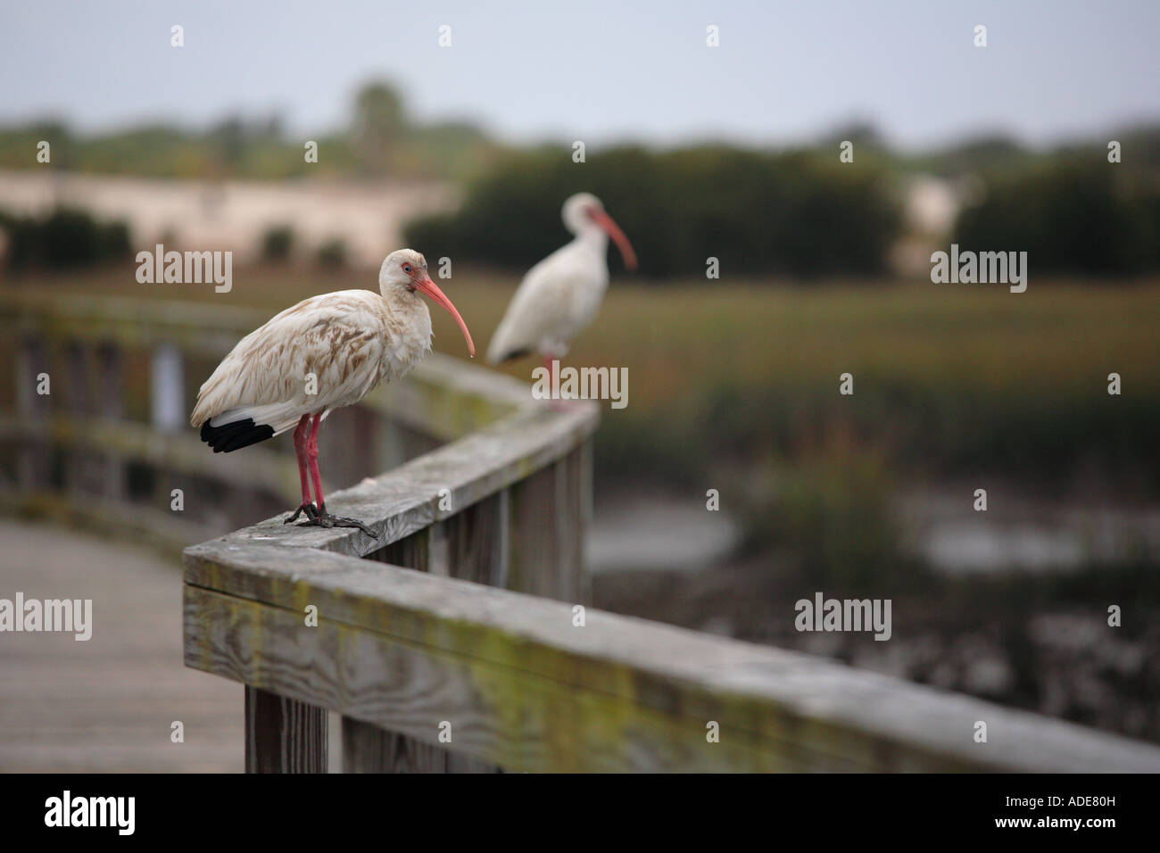 paar weiße Ibisse Eudocimus Albus Cumberland Island National Seashore Georgien Stockfoto