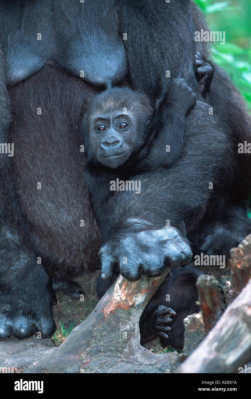 Flachlandgorilla Gorilla Gorilla Gorilla Juvenile Distribution tropischen Regenwald westlichen Zentralafrika Stockfoto