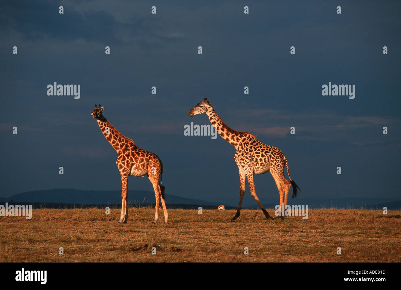 Maasai Giraffe Giraffa Plancius Subspp auf Mara Plains Masai Mara G R Kenia Stockfoto