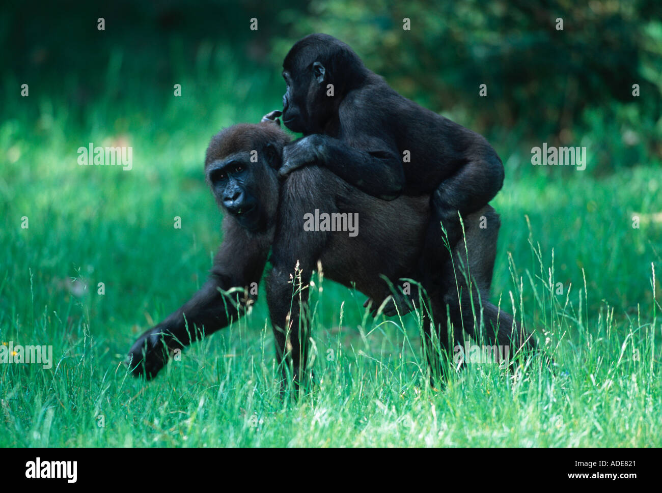 Flachlandgorilla Gorilla Gorilla Gorilla Mutter und junge Distribution tropischen Regenwald westlichen Zentralafrika Stockfoto