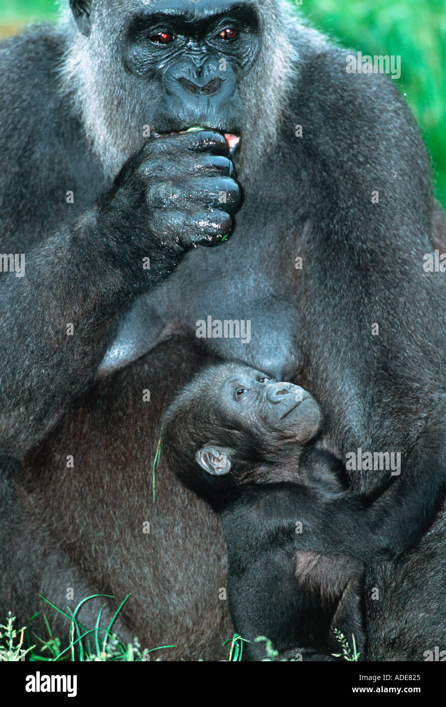 Flachlandgorilla Gorilla Gorilla Gorilla Mutter und junge Distribution tropischen Regenwald westlichen Zentralafrika Stockfoto